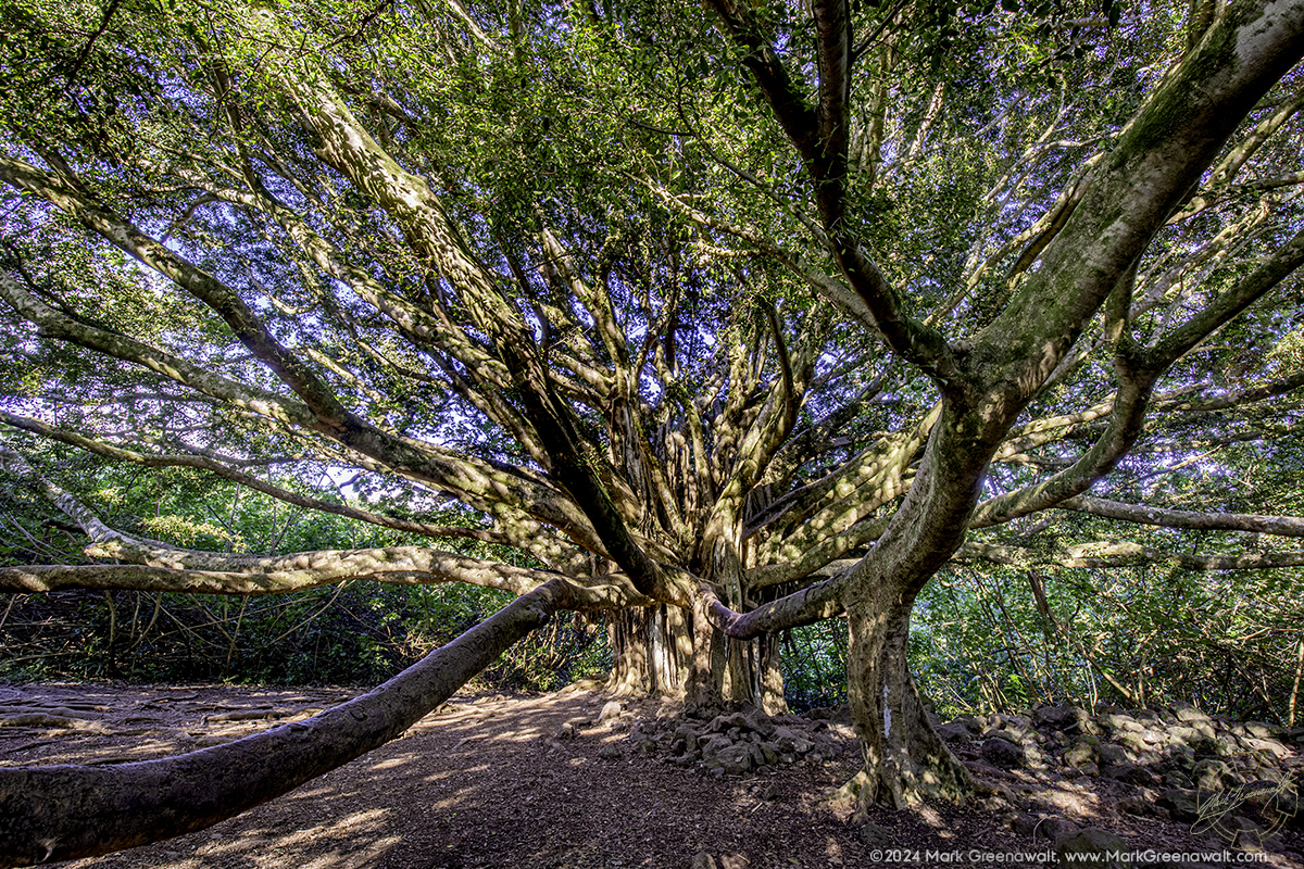 Banyon TreeFeatured Image