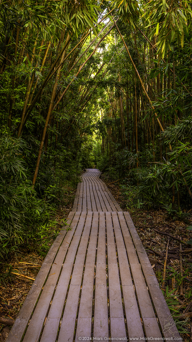 Imagine The Sound Of The Bamboo ForestFeatured Image