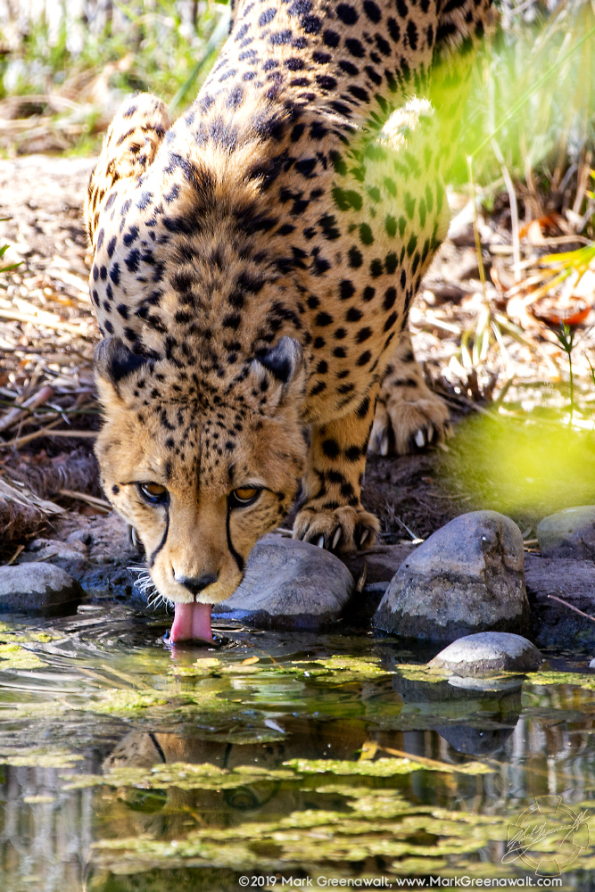 Drink As Much As You WantFeatured Image