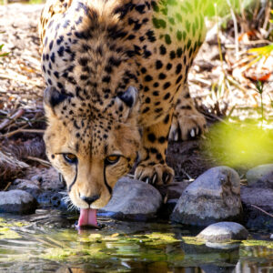 Leopard Drink As Much As You Want