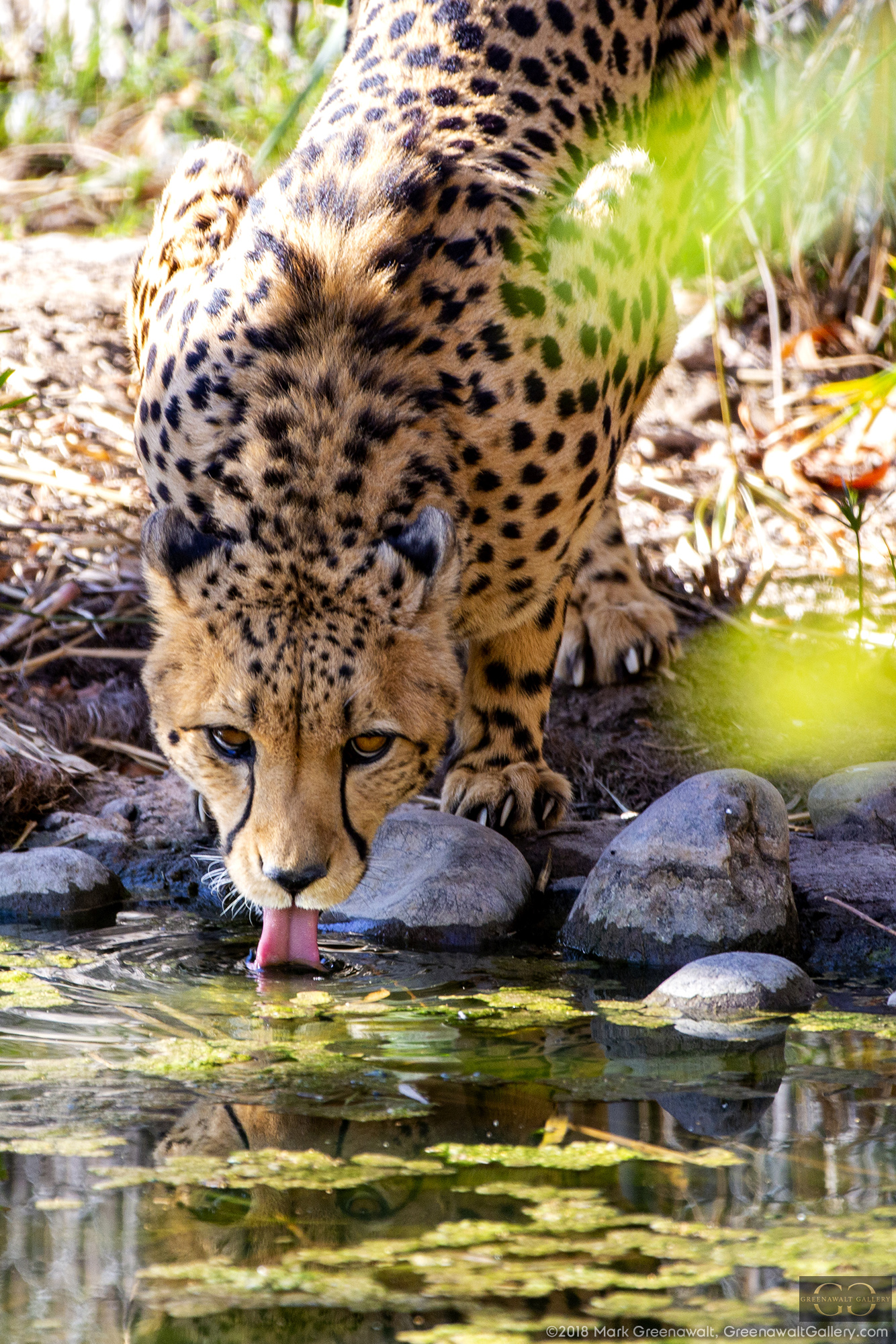 Drink As Much As You WantFeatured Image