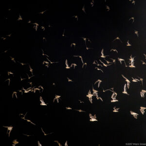 Bats from under the Congress Street Bridge in Austin, TX