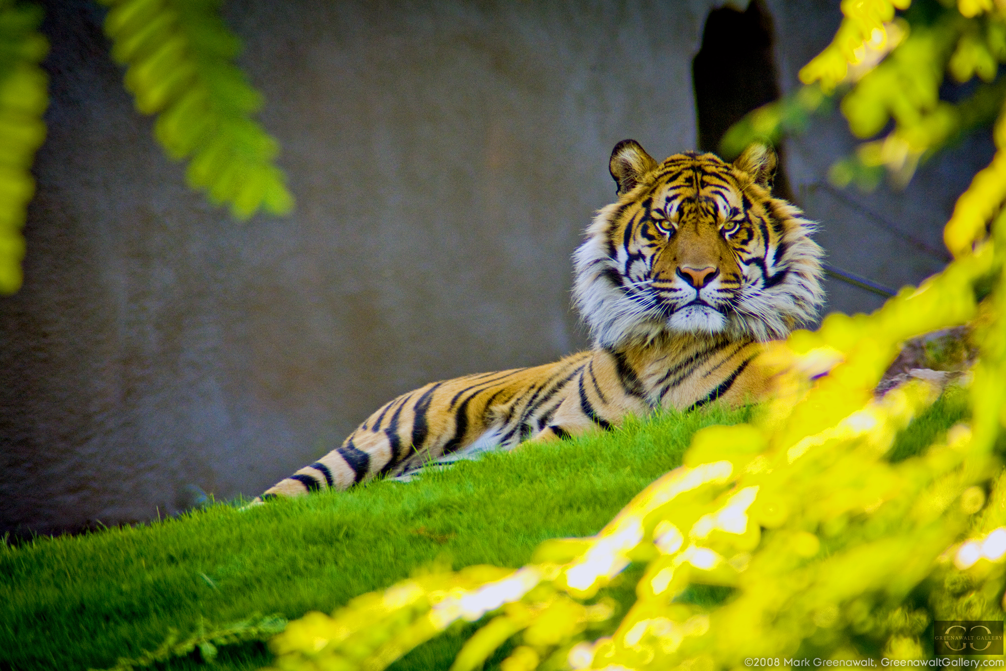 Caught The Eye Of The TigerFeatured Image