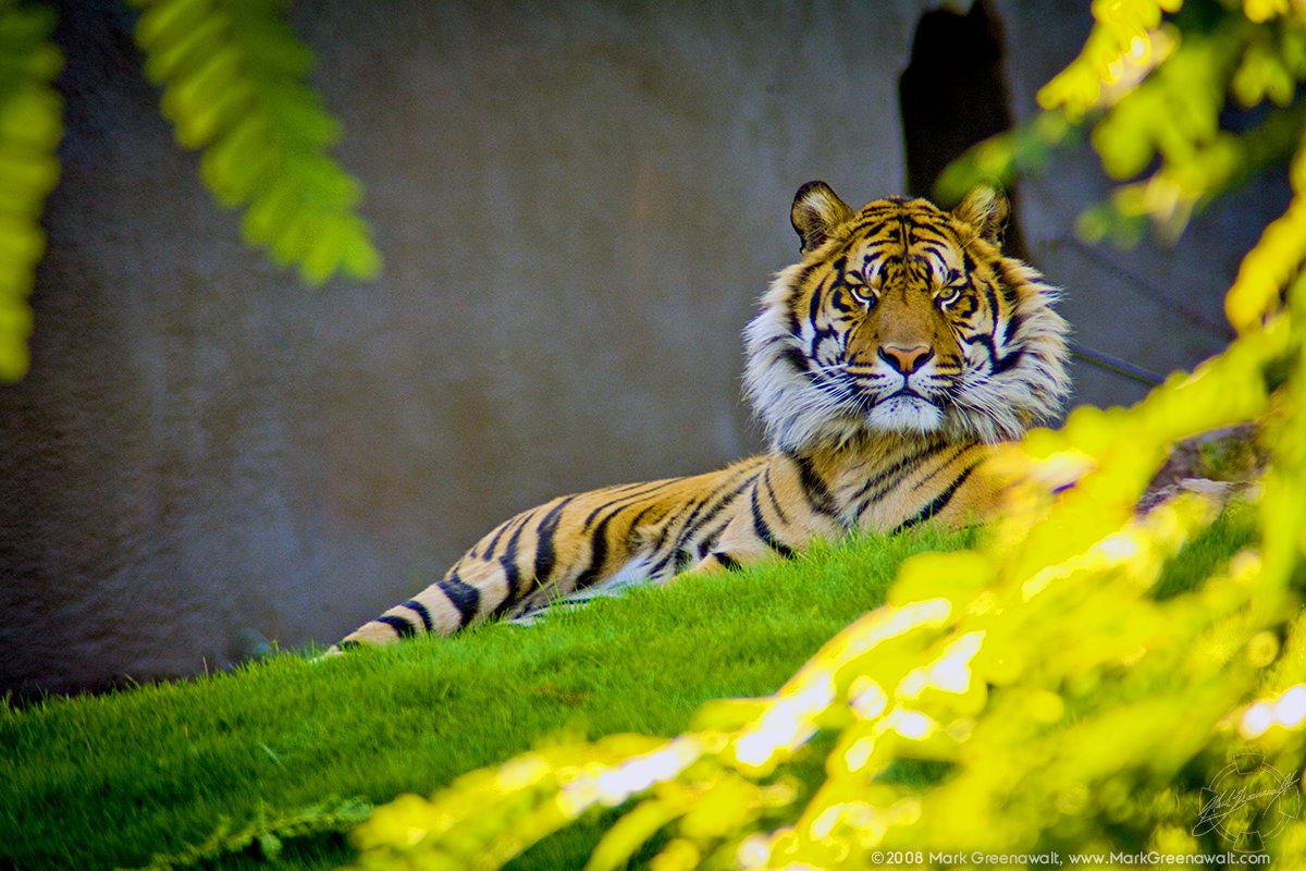 Caught The Eye Of The TigerFeatured Image