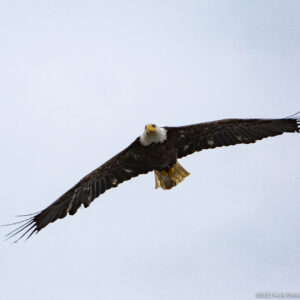 the great american bald eagle flying over Alaska