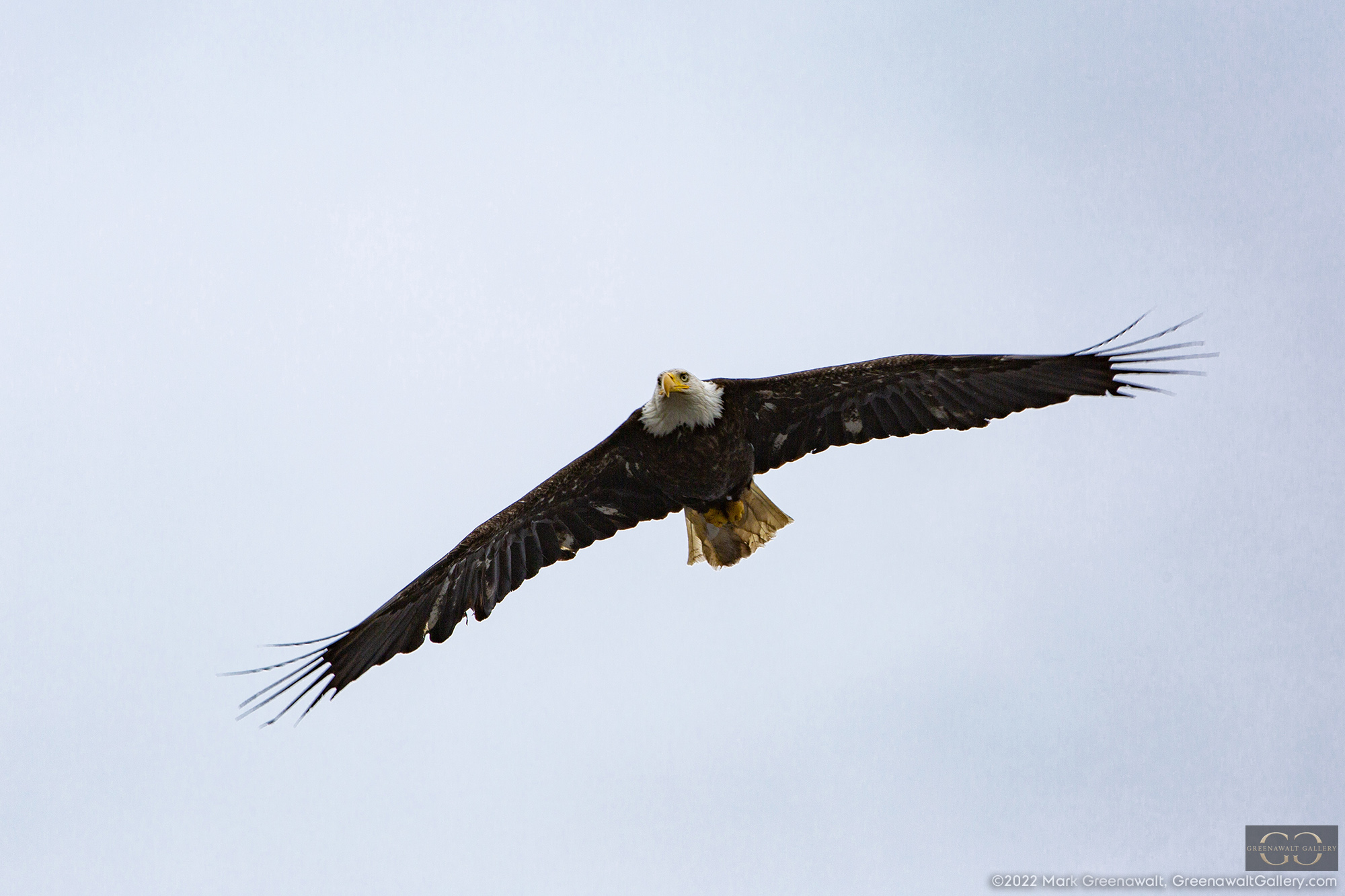 Fly Like An EagleFeatured Image
