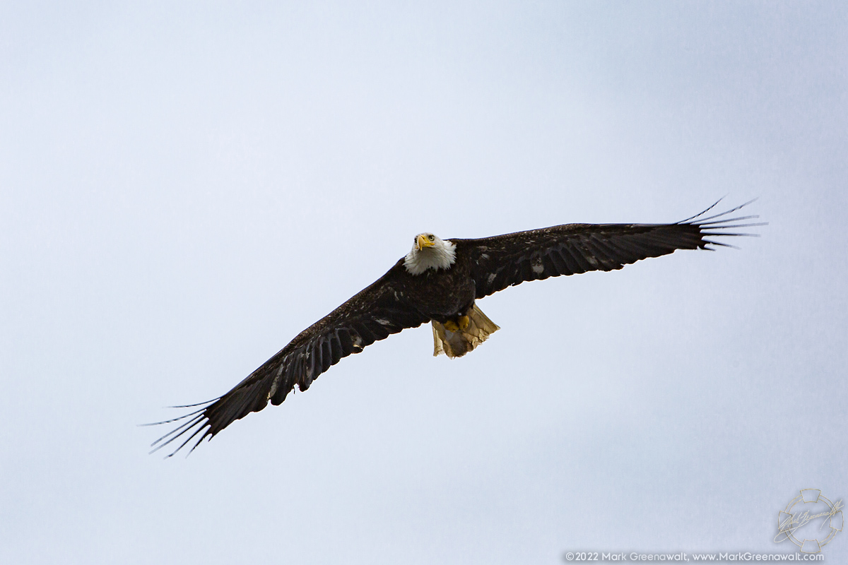 Fly Like An EagleFeatured Image