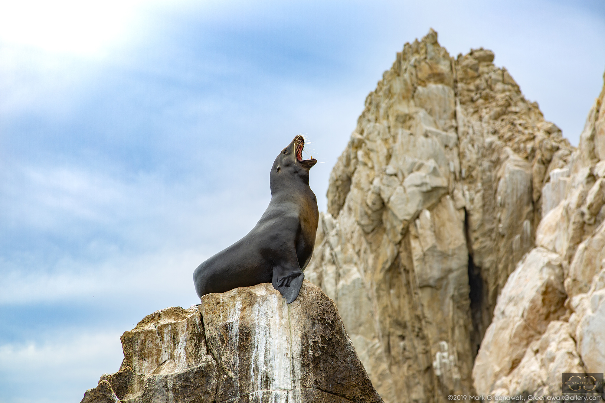 Hear Me Roar!Featured Image
