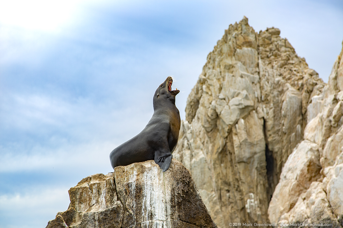 Hear Me Roar!Featured Image