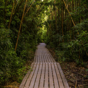 Bamboo Forest on the Road to Hana