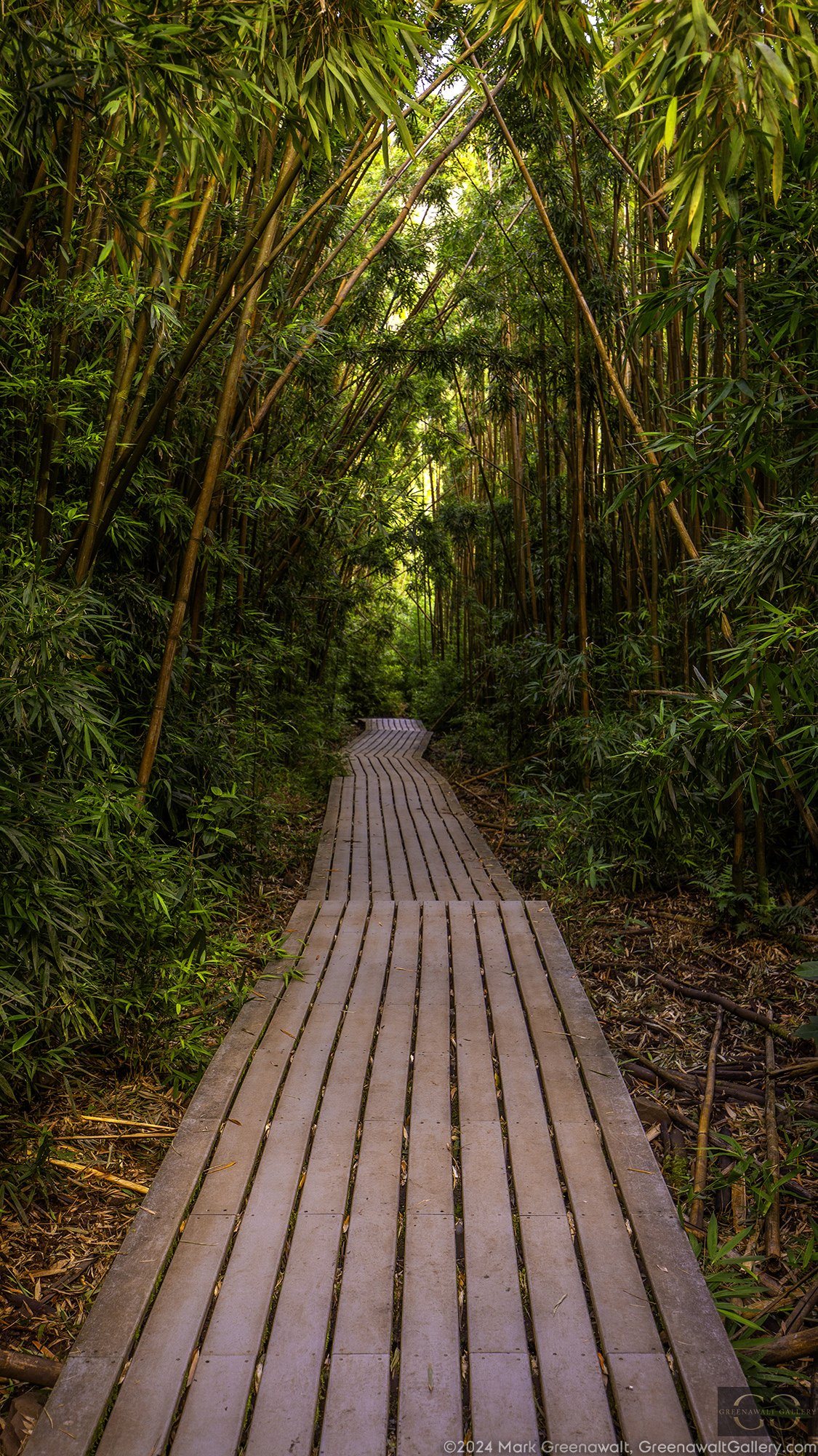 Imagine The Sound Of The Bamboo ForestFeatured Image