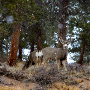 Deer at Estes Park Rocky Mountain Park