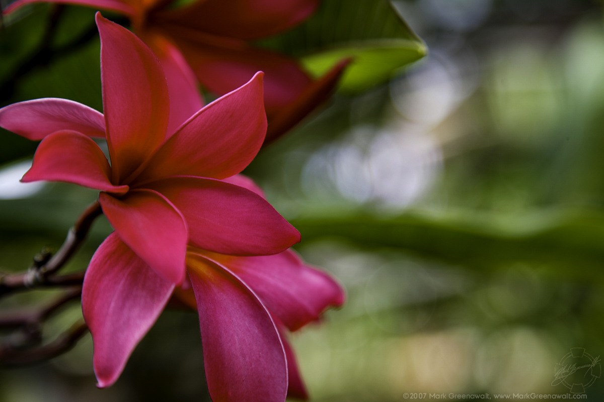 Hot Pink Plumeria Blossoms Of OahuFeatured Image