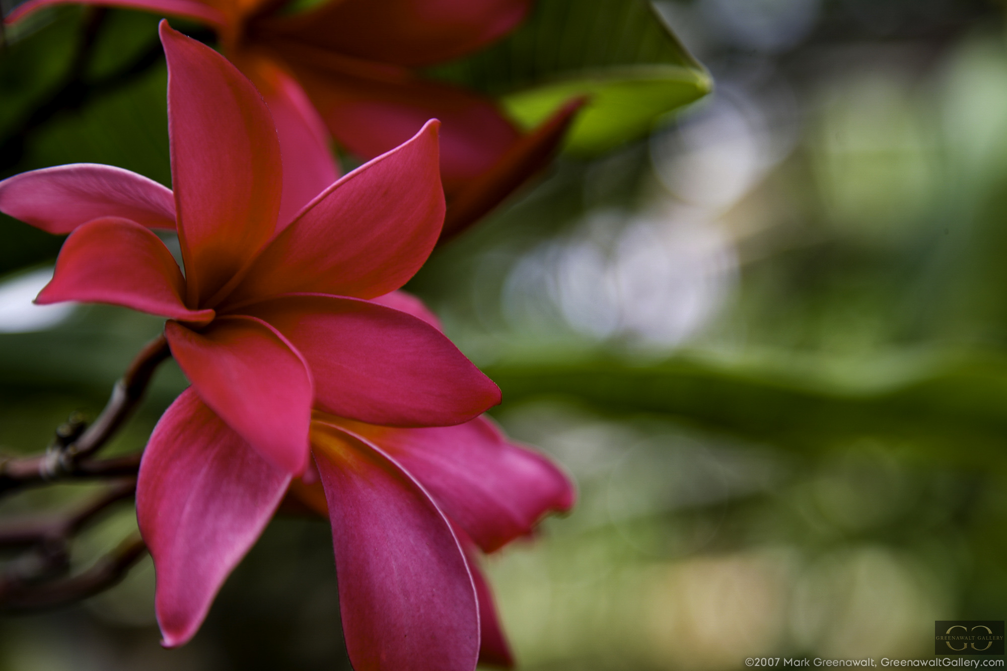 Hot Pink Plumeria Blossoms Of OahuFeatured Image