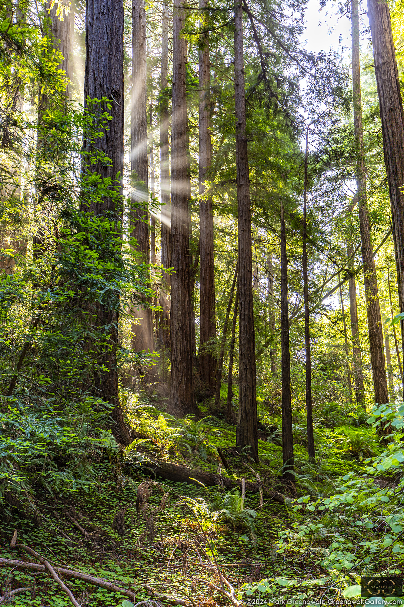 Shafts Of LightFeatured Image