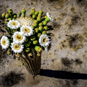 Blooming Saguaro Bouquet in the Arizona Desert