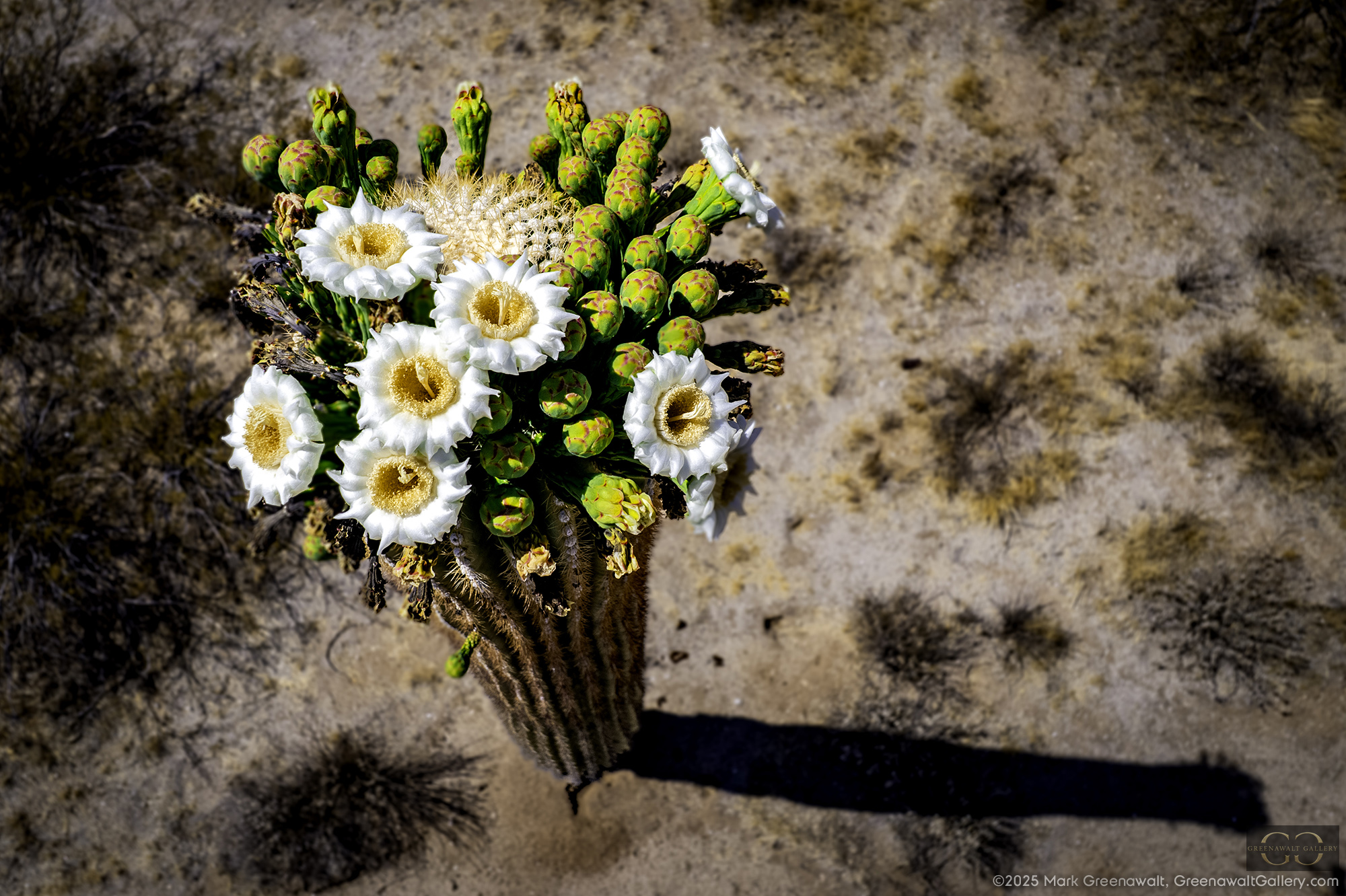Blooming Saguaro BouquetFeatured Image
