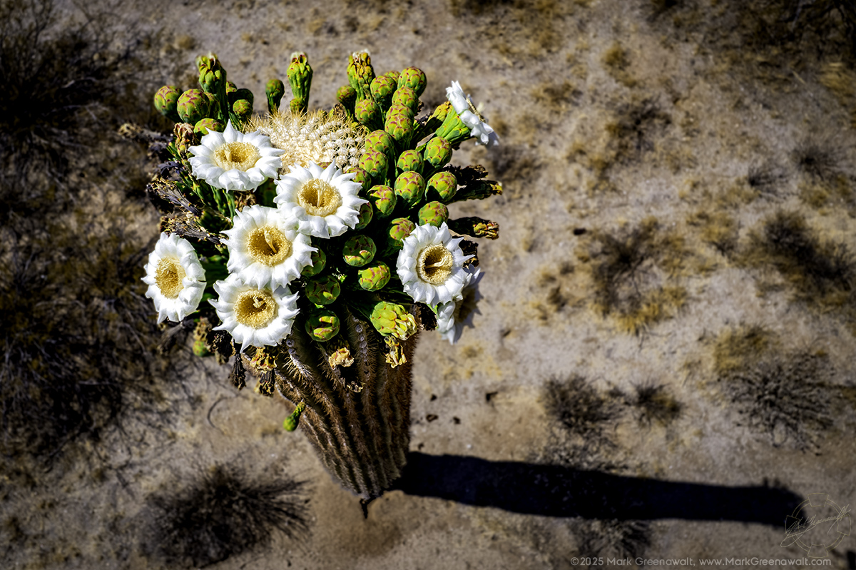 Blooming Saguaro BouquetFeatured Image
