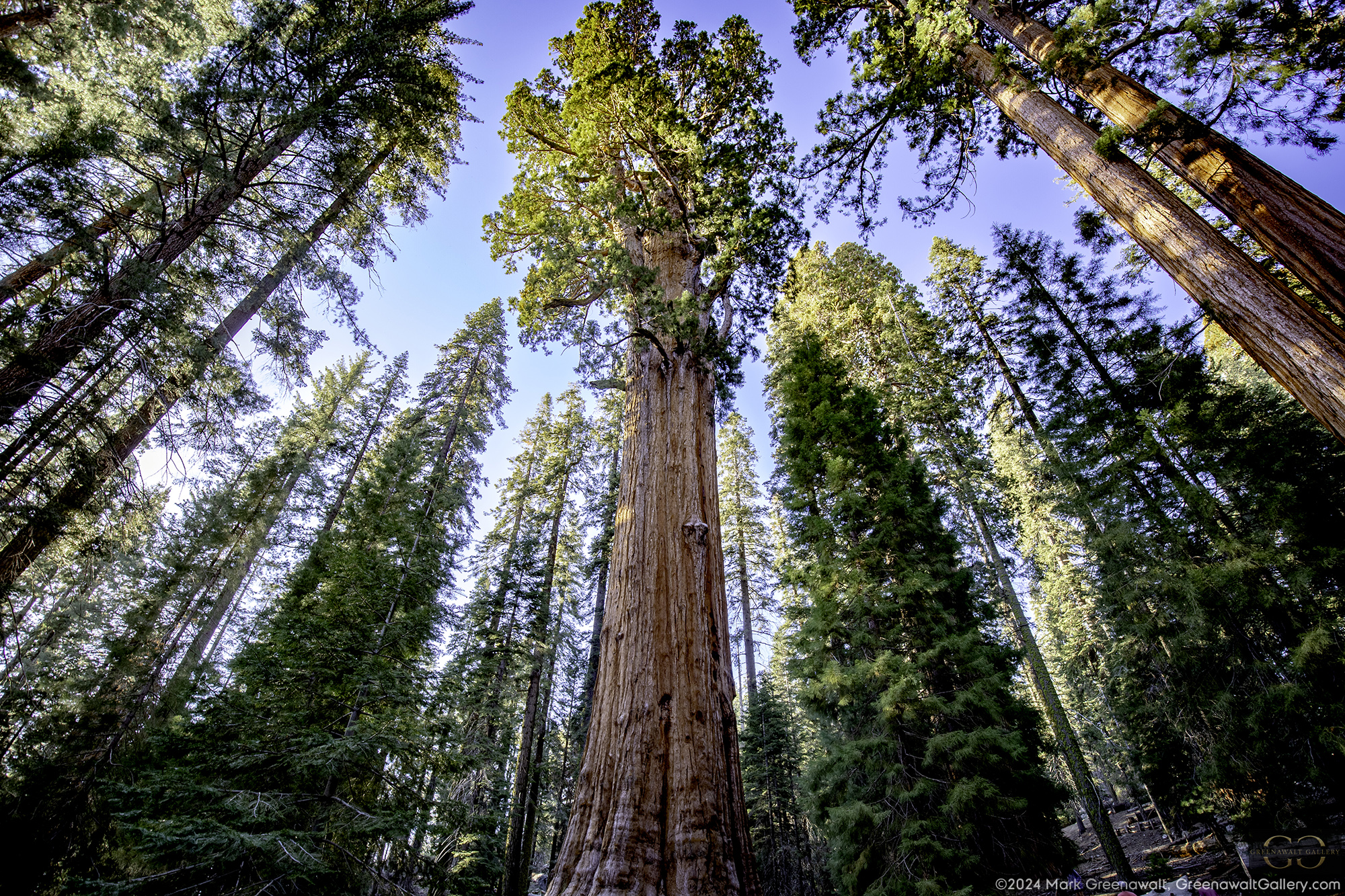 General Sherman’s PerspectiveFeatured Image