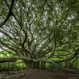 Banyon Tree Pipwai Trail Haleakala