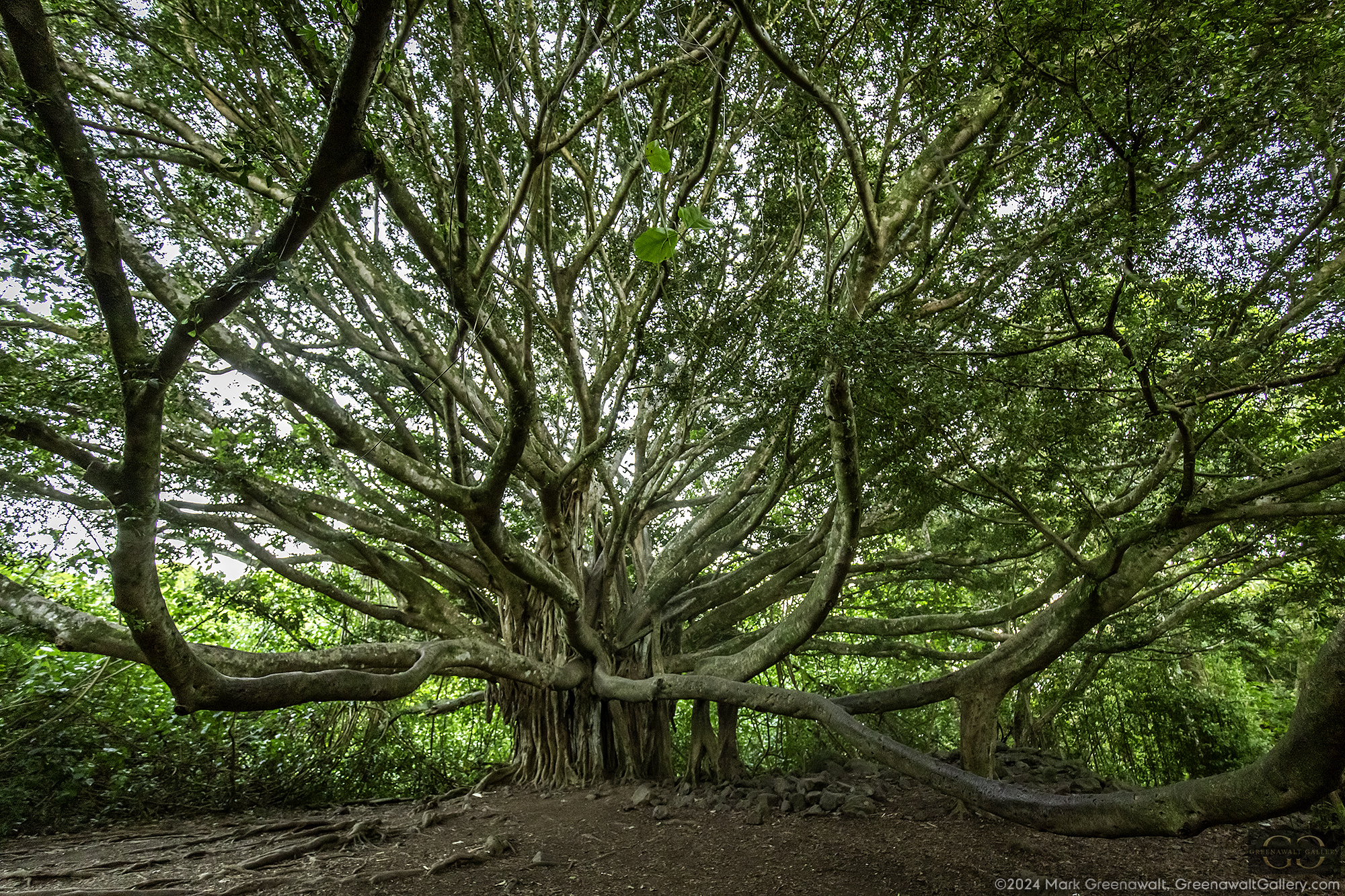 Banyon TreeFeatured Image